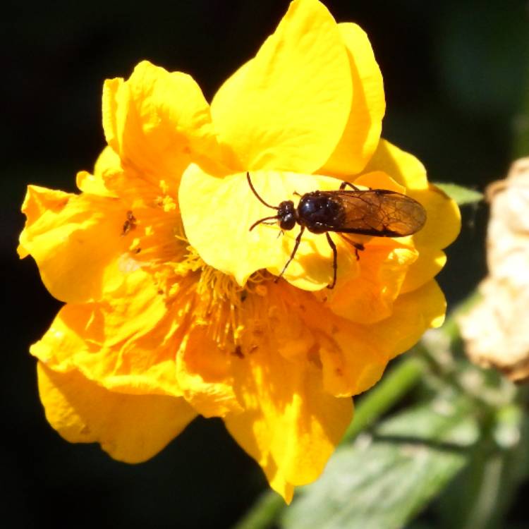 plant image 440440