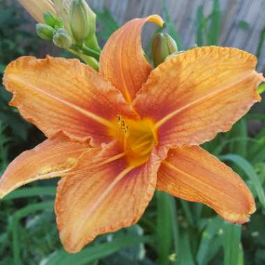 Hemerocallis