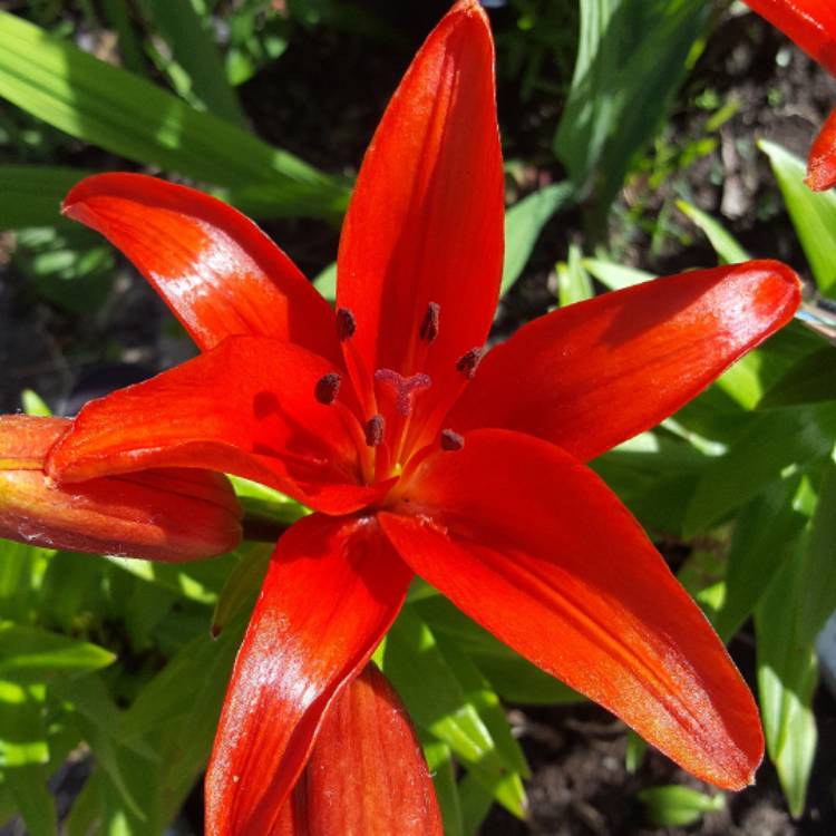 plant image 450118