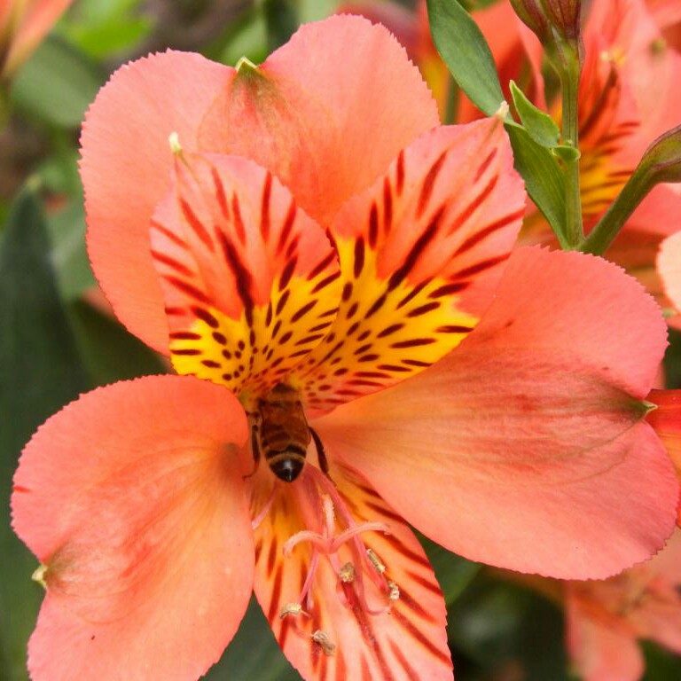 Alstroemeria 'Tesronto' (Summer Paradise Series) syn. Alstroemeria 'Indian Summer'