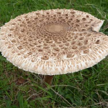 Macrolepiota procera