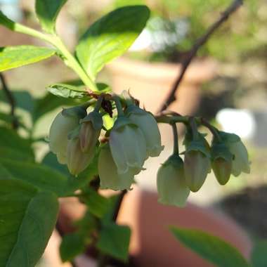 Vaccinium corymbosum