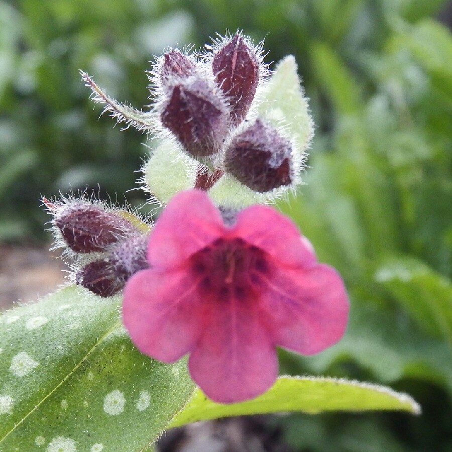 plant image 73485