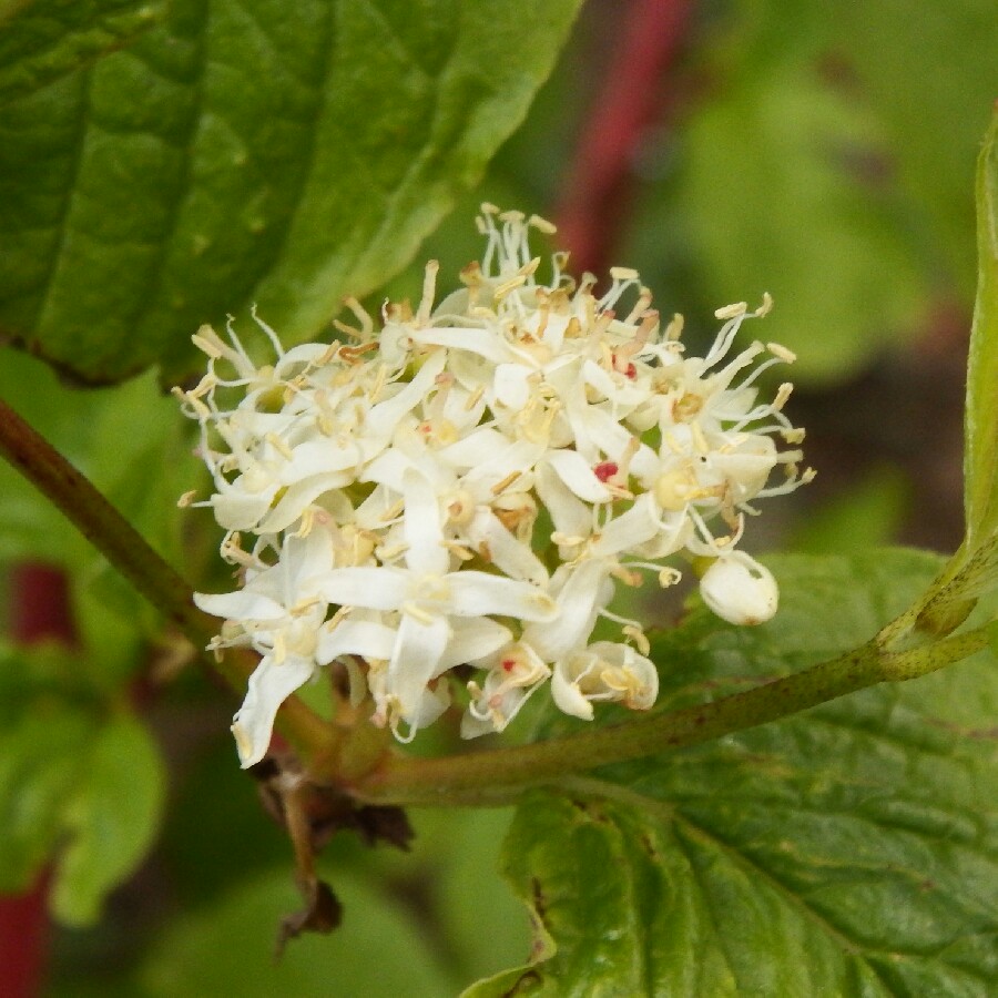 Plant image Cornus