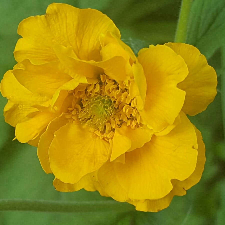 Geum rivale