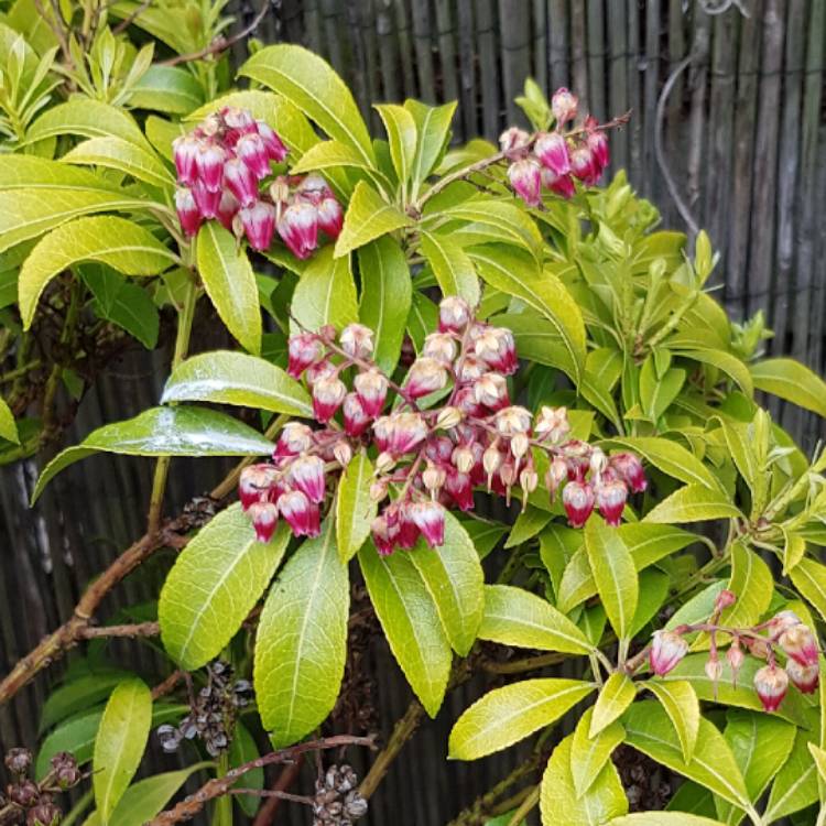 Plant image Pieris japonica 'Passion'