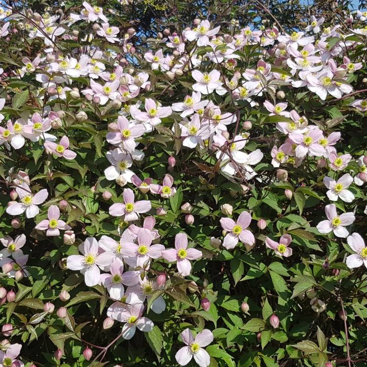 plant image 687483