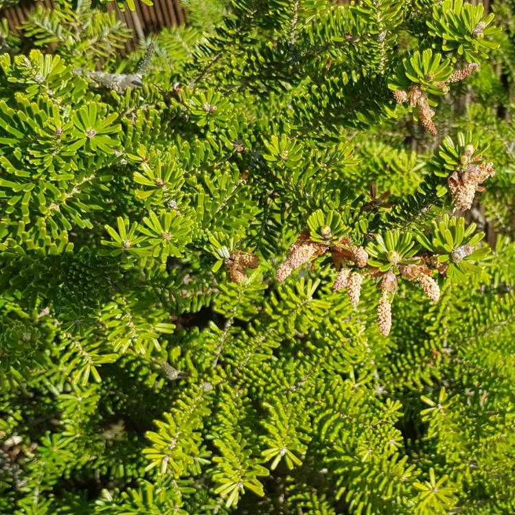 plant image 687490