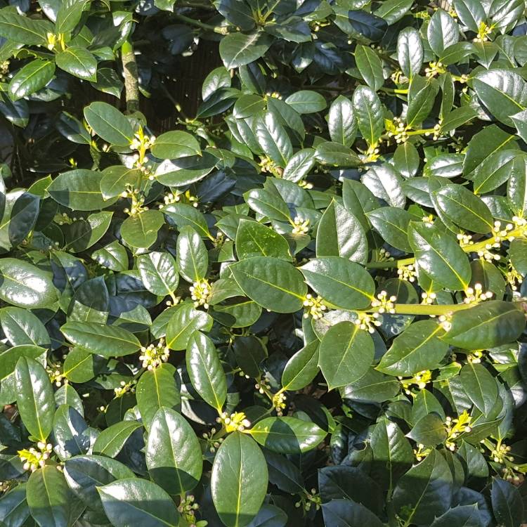 plant image 687496