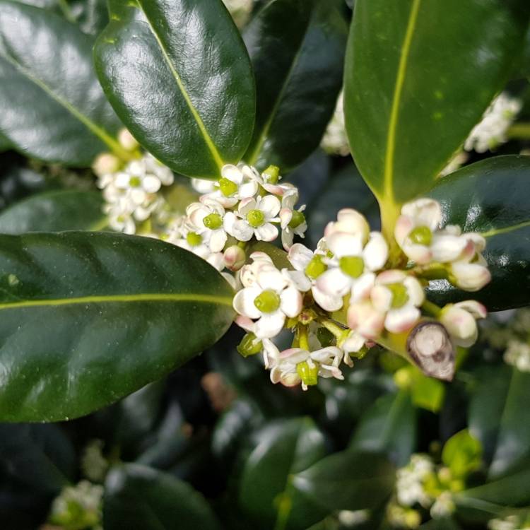 Plant image Ilex aquifolium