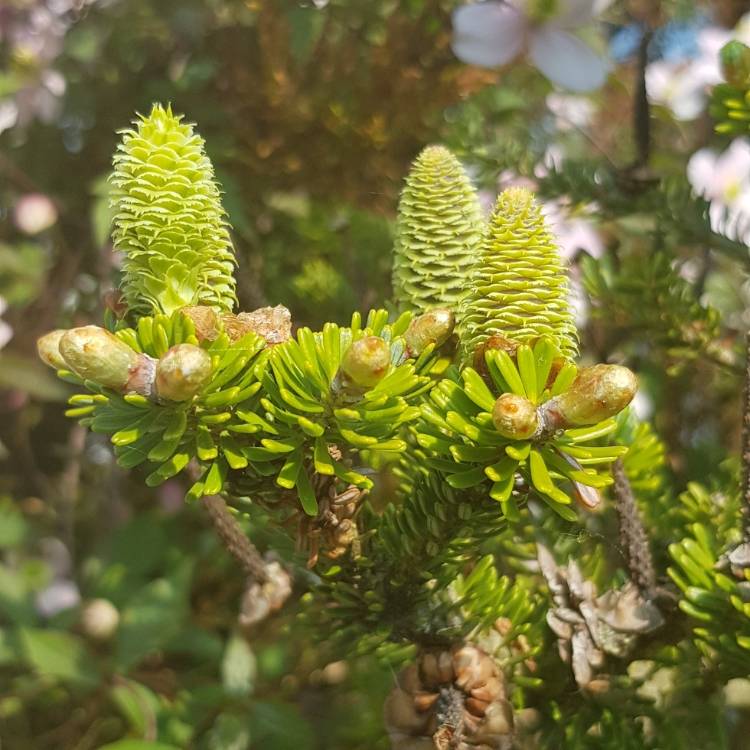 Plant image Abies koreana