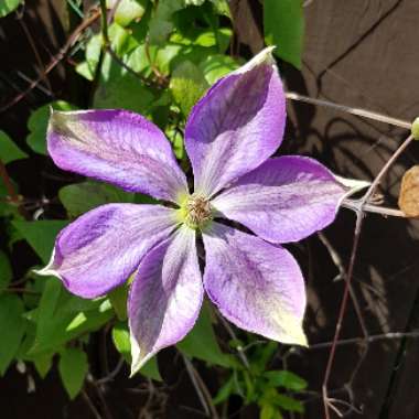 Clematis 'Mrs Cholmondeley'