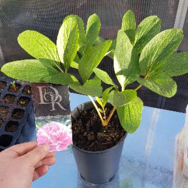 Peony 'Doctor Alexander Fleming' (Herbaceous)