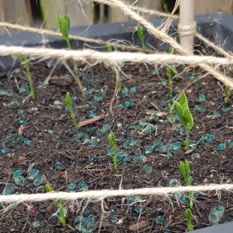 plant image 701550
