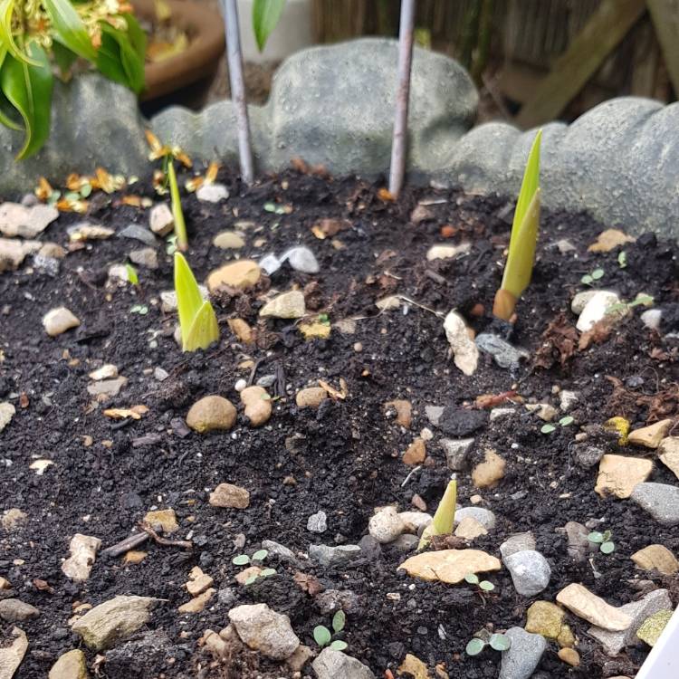 plant image 701553