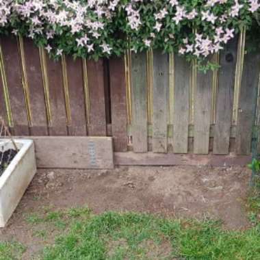 Lee-Anne's garden