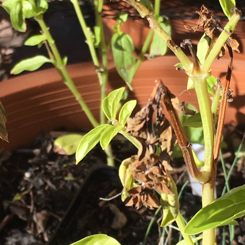 plant image 117269