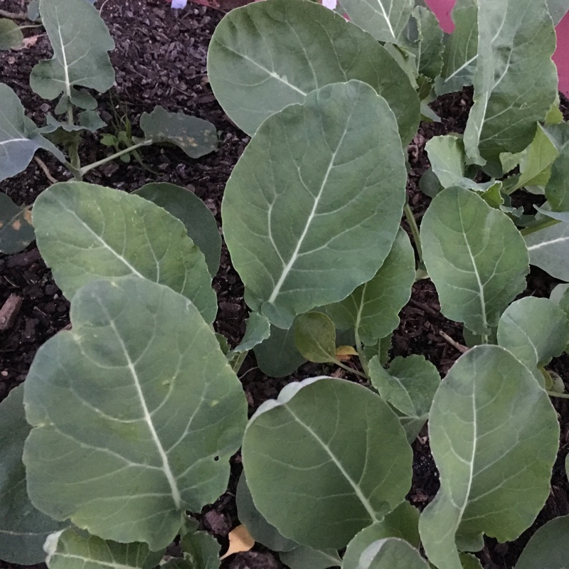 Plant image Brassica Oleracea var. Italica 'Autumn Spear'