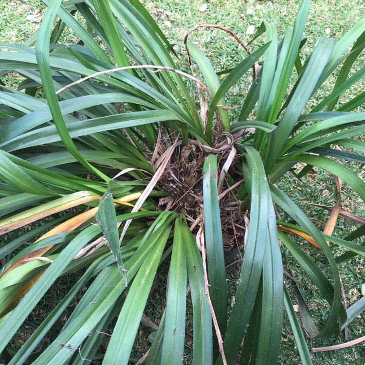 plant image 354657 plant image 354657