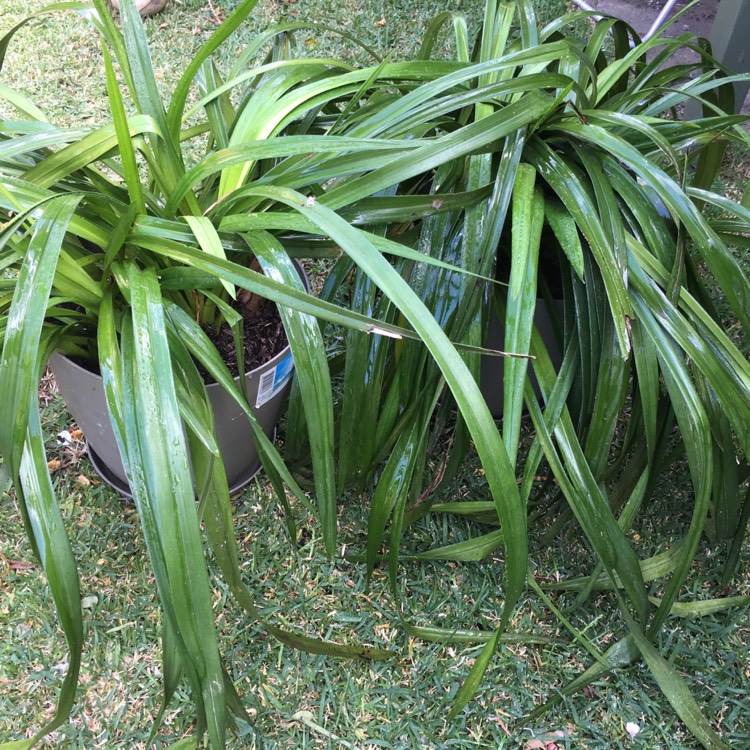 plant image 354664 plant image 354664