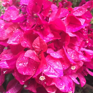 Bougainvillea
