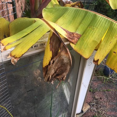 Musa