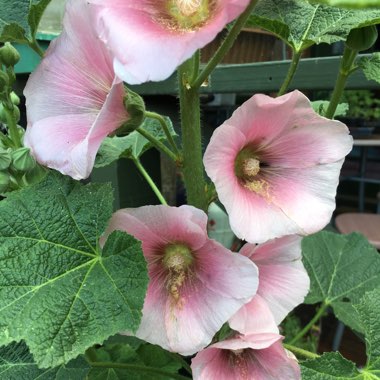 Alcea rosea  syn. Althaea rosea