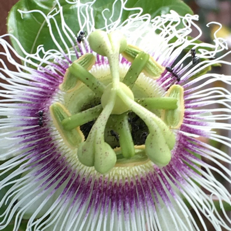 plant image 581328 plant image 581328