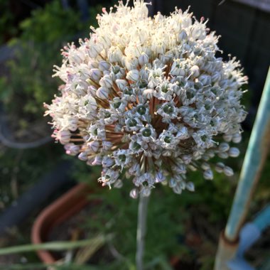 Allium porrum