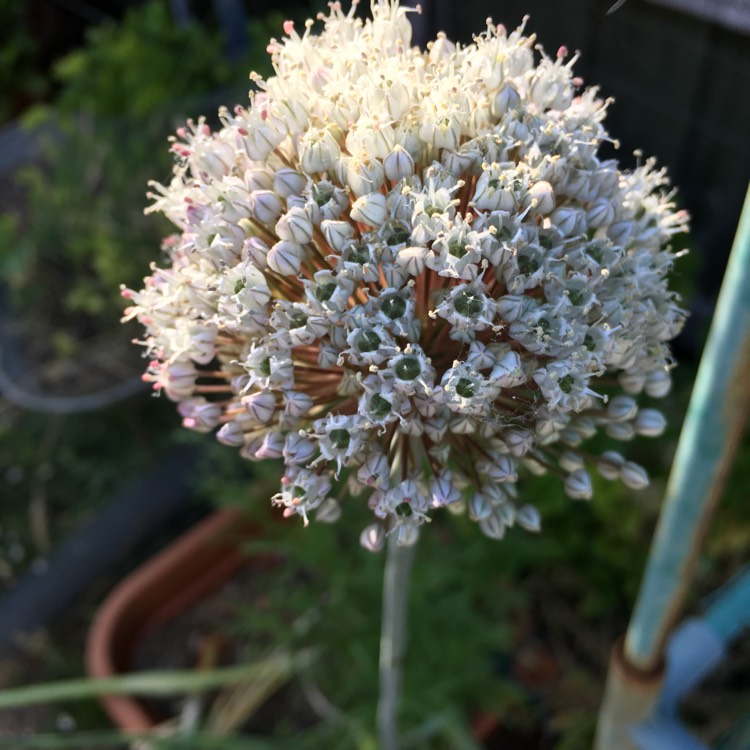 plant image 590774