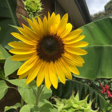Helianthus annuus