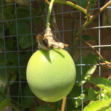 Passiflora edulis