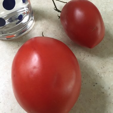 Solanum lycopersicum  syn. Lycopersicon lycopersicum