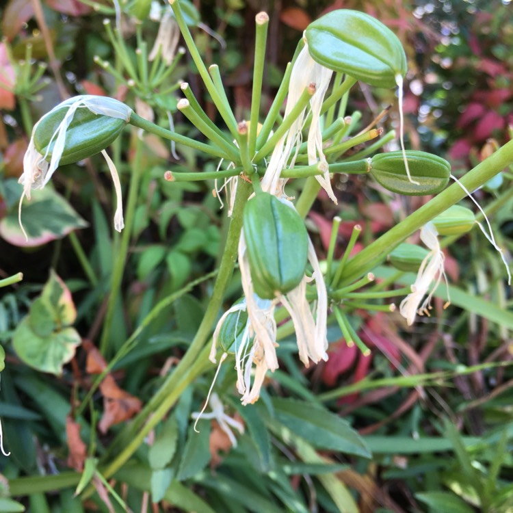 plant image 606958