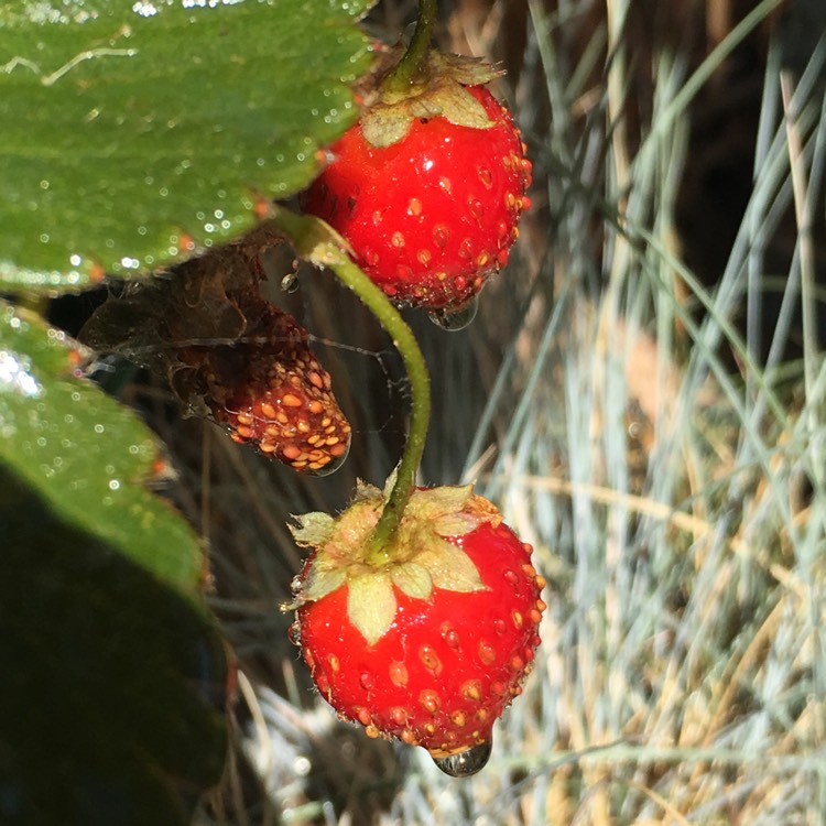 plant image 612567 plant image 612567