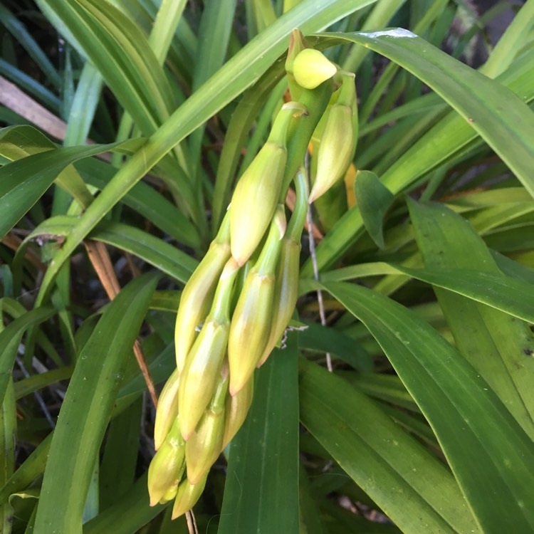 plant image 725030 plant image 725030