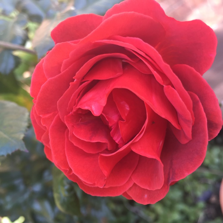 Plant image Rosa 'Hot Chocolate'