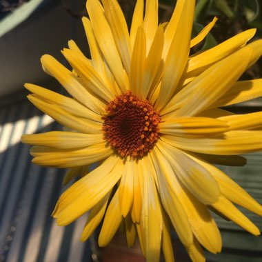 Gardening's garden