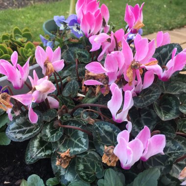 Gardening's garden