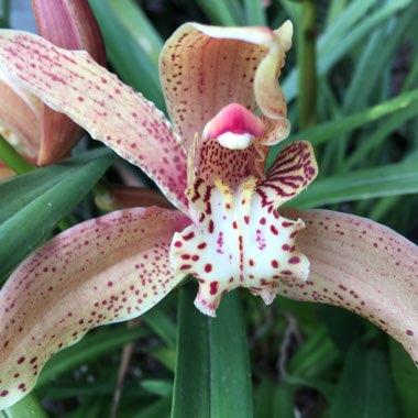 Orchid
