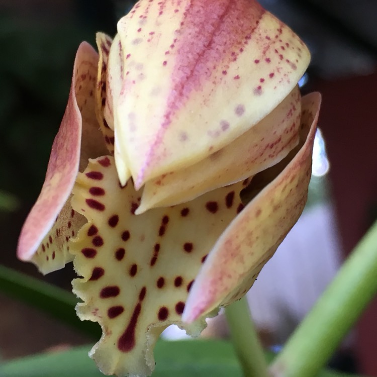 plant image 784411 plant image 784411