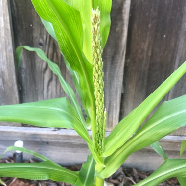 Kiran's garden