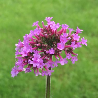 Purple Top Vervain