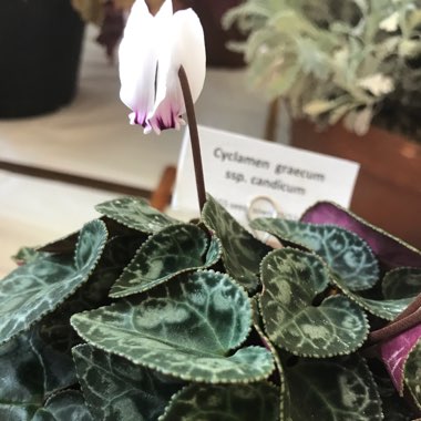 Cyclamen (Hardy)
