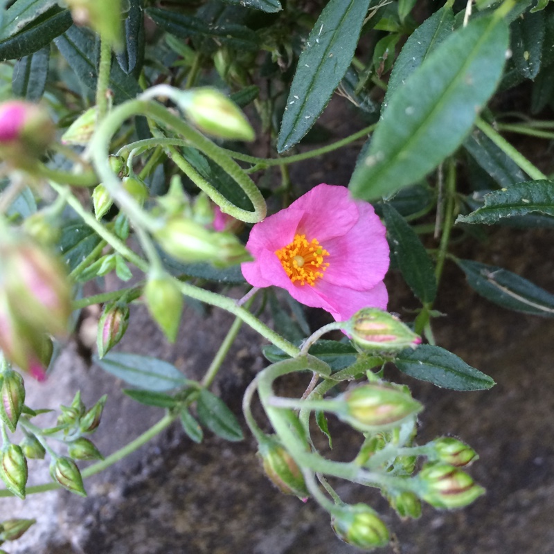Plant image Helianthemum hybride 'Lawrenson's Pink'