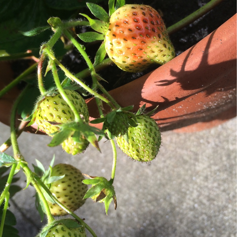 plant image 147432 plant image 147432