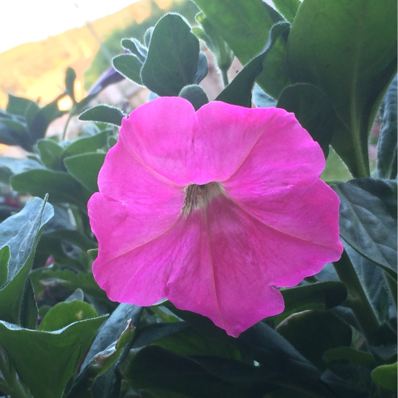 plant image 173043