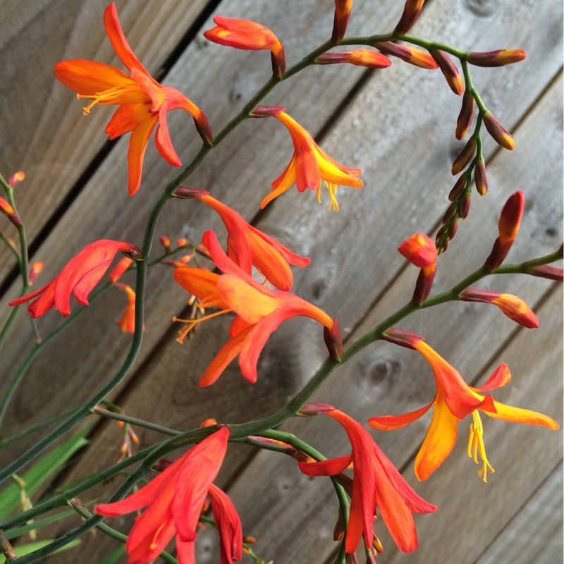 plant image 178769