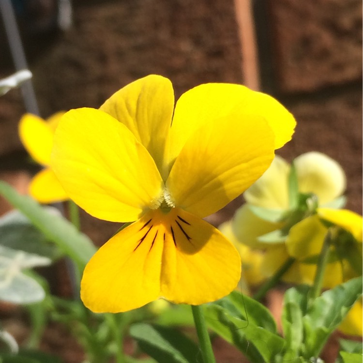plant image 241832