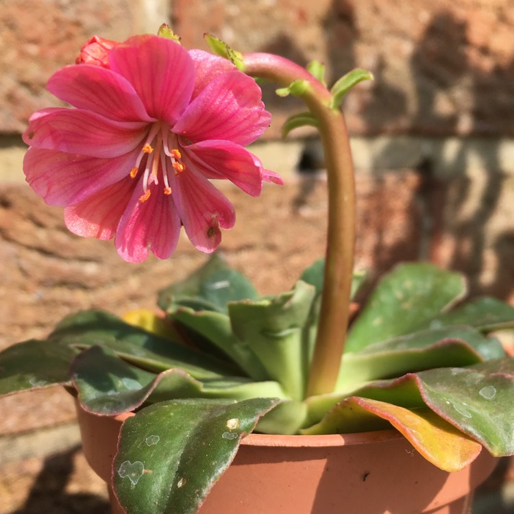 plant image 381549